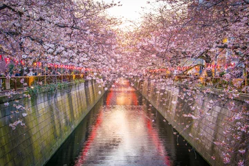 Rolgordijnen Kersenbloesem bij Meguro Canal in Tokyo, Japan © f11photo