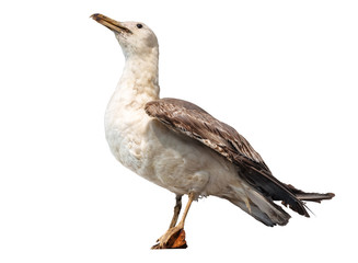 sea gull on white