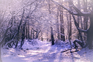 Rural winter woodland and Snow