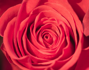 Close-up of beautiful red rose