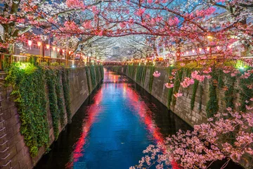 Tuinposter Cherry blossom at Meguro Canal in Tokyo, Japan © f11photo