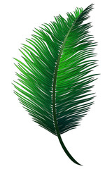 Obraz premium Realistic green branch of tropical coconut palm