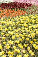 Multi color of blooming tulip flower on garden background