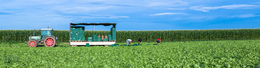 Erntearbeit auf einem Salatfeld © Martin Schlecht