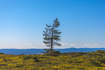 Lonely tree in mountain in lapland, finland