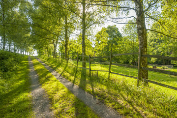 idyllic field path