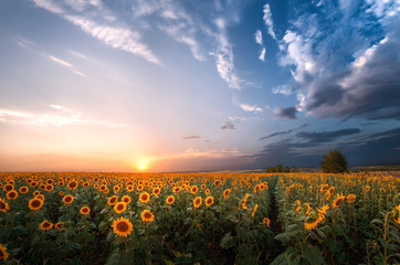 sunflowers