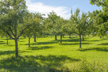 Fototapeta na wymiar meadow with fruit trees