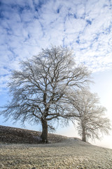 Fototapeta premium Vereiste Bäume auf einem Feld