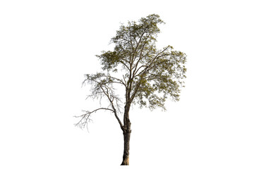 Tree isolated on white background Suitable for use.