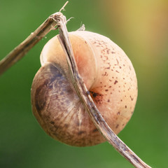 snail