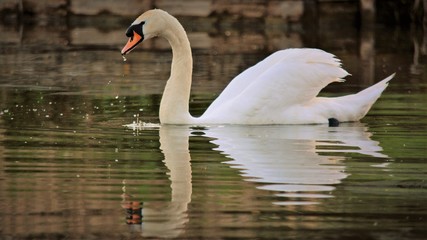 Fototapeta premium Swan warwickshire