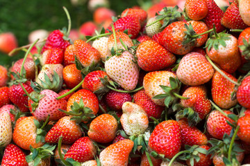 Strawberry red texture group background.