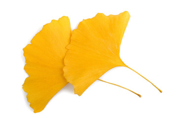 Dried ginkgo leaves