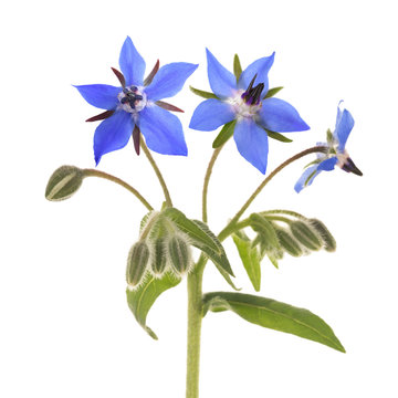 Fototapeta Borage  (Borago officinalis)