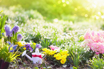 Spring garden with flowers. Gardening tools.