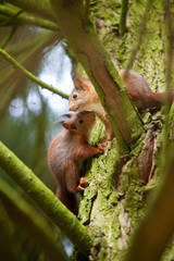 Jeunes écureuils grimpant dans un arbre