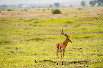 Impala isolate in the savannah plain of Amboseli Park in Kenya