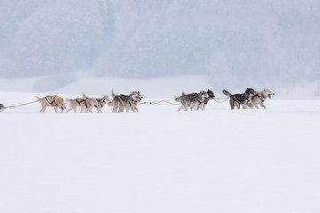 Siberiane Huskies in a sled dog race