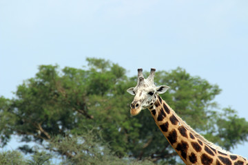 Wilde Giraffen in Uganda Afrika