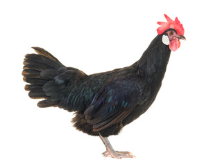 black hen