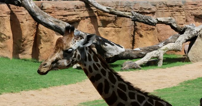 African Giraffes Ruminate