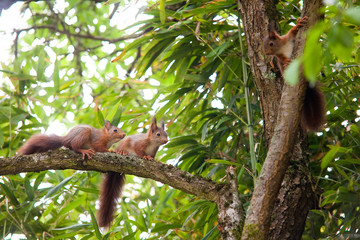 Jeunes écureuils grimpant dans un arbre