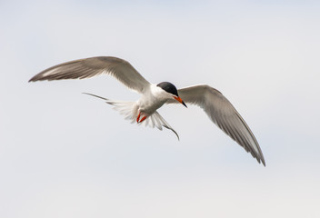 Close up of froster's tern bird perched