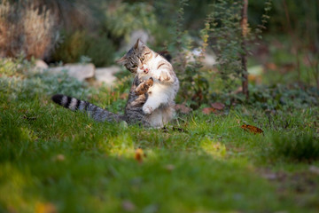 Chat domestique : chasser pour le plaisir