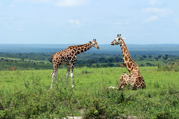 Wilde Giraffen in Uganda Afrika