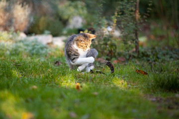 Chat domestique : chasser pour le plaisir