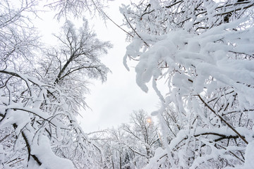 Snow-covered trees after a snowfall in winter