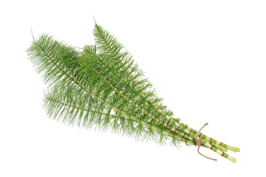 Horsetail ( equiseto arvense )