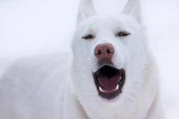 Siberian Husky portrait 