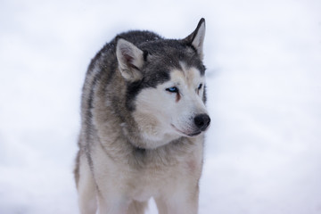 Siberian Husky portrait 