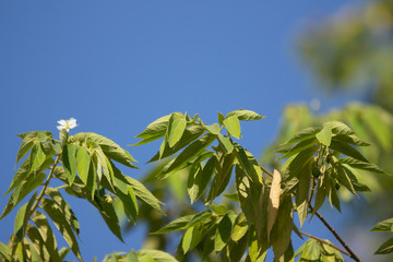 White Flower of West Indian Cherry