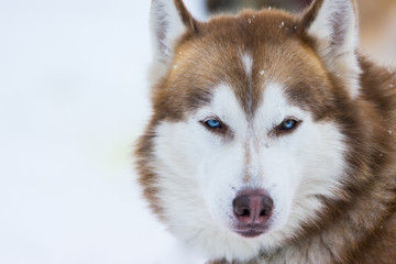 Siberian Husky portrait 