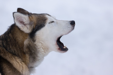 Siberian Husky portrait 