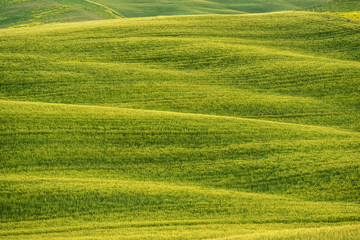 Obraz premium Green Sloping Meadows of rice field in Tuscany , Florence Italy .