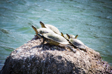 sunning turtles