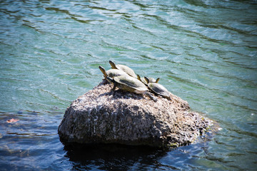 Sunning Turtles