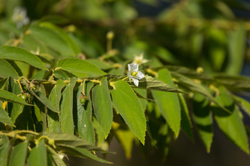 White Flower of West Indian Cherry