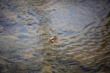 floating autumn leaf