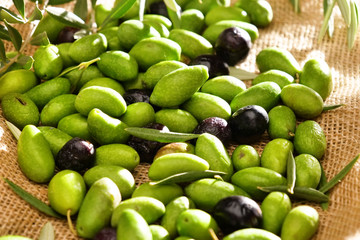 Genuine Italian olives organic oil cold pressed  falls. concept of nature and healthy food, healthy and natural. fresh olives and Tuscan Italian oil