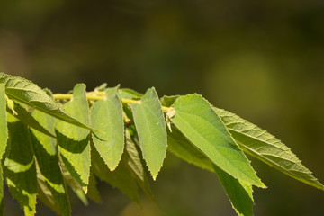 Fototapeta premium Green leaf of West Indian Cherry