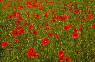 Obraz premium red poppies field in summer