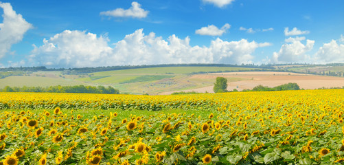 Field with blooming sunflowers and cloudy sky. Wide photo.
