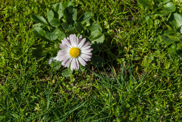 the spring flower