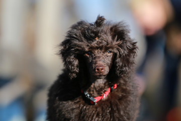 Little puppy poodle