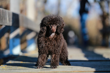 Little puppy poodle